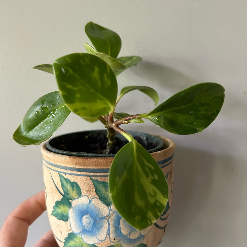 Variegated Baby rubber plant growing in 4 inches container